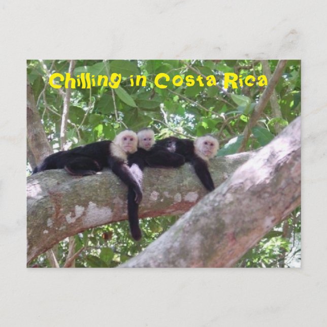Chilling in Costa Rica Postcard (Front)