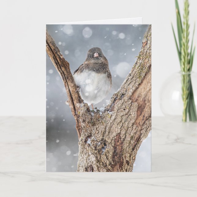 "Chilling" Junco, 5" x 7" Folded Greeting Card (Front)