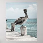 Chilling (pelican Design) ~ Poster at Zazzle