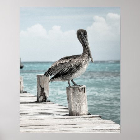 Chilling (pelican Design) ~ Poster