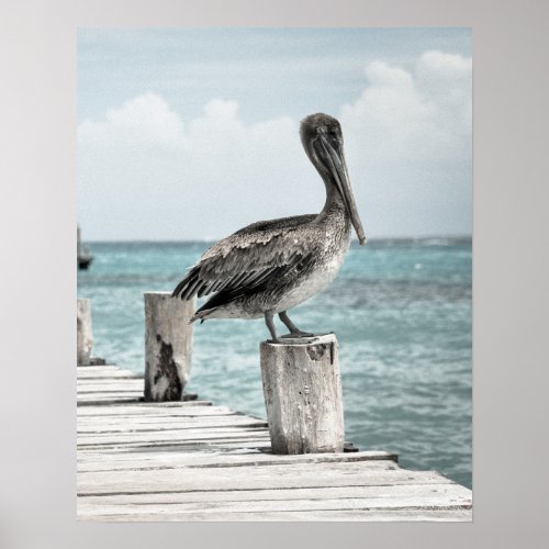 CHILLING pelican design  Poster