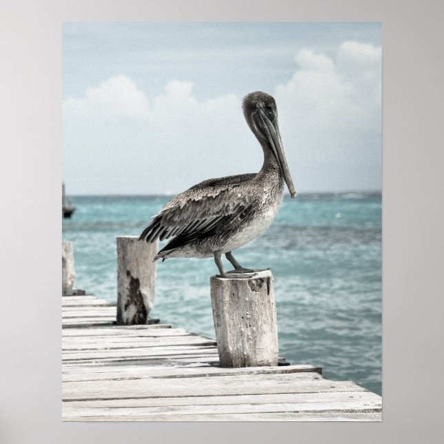 CHILLING (pelican design) ~ Poster (Front)