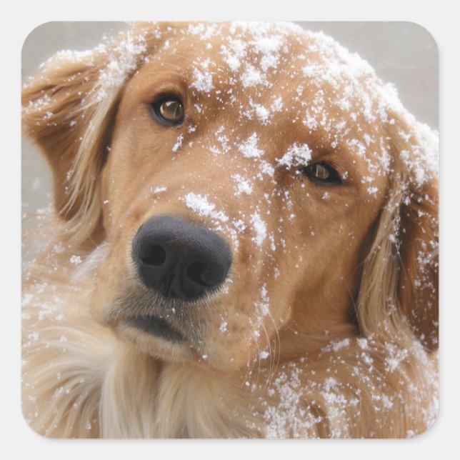 Chilly Dog Square Sticker (Front)