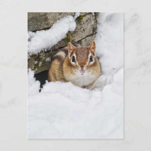Chilly Little Chipmunk in the Snow Postcard