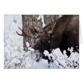 Chilly Moose (Front Horizontal)