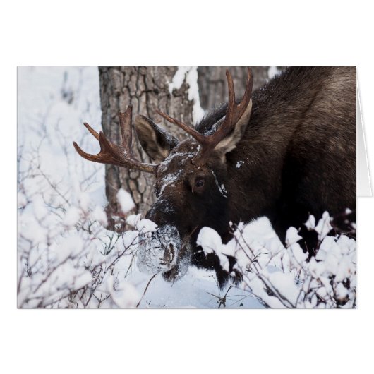 Chilly Moose (Front Horizontal)