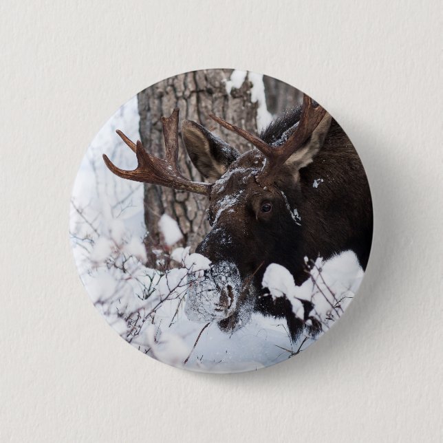 Chilly Moose Button (Front)