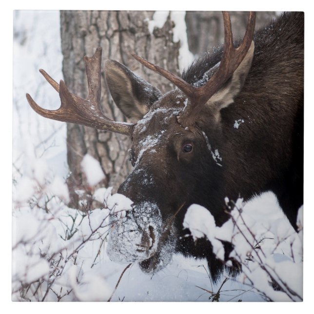 Chilly Moose Ceramic Tile (Front)