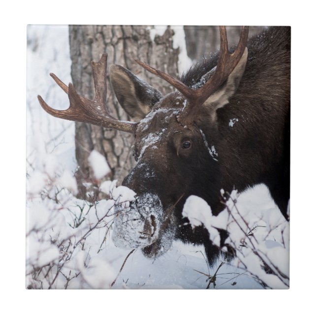 Chilly Moose Ceramic Tile (Front)