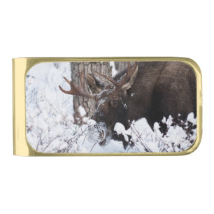 Chilly Moose Gold Finish Money Clip