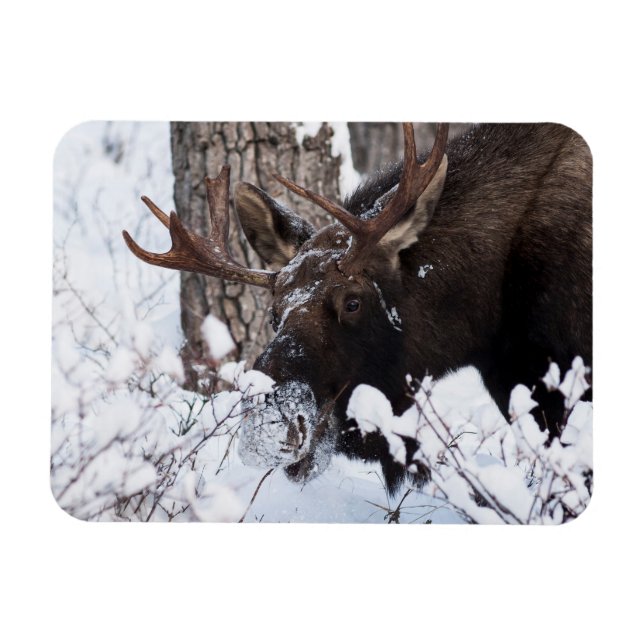 Chilly Moose Magnet (Horizontal)