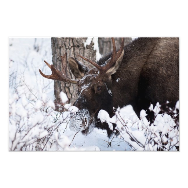 Chilly Moose Photo Print (Front)