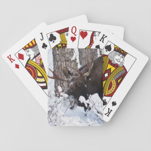 Chilly Moose Poker Cards