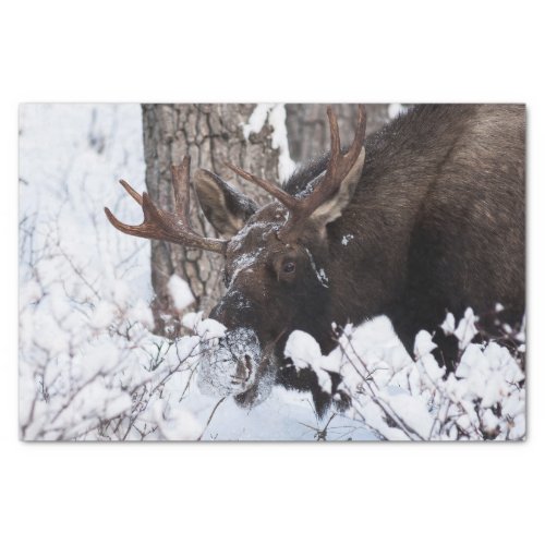 Chilly Moose Tissue Paper