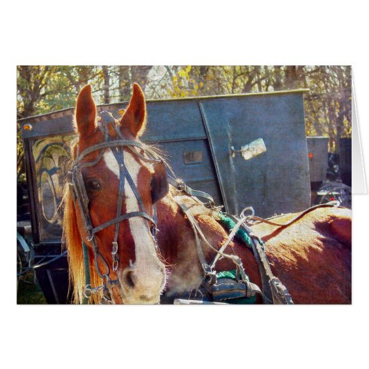 Chilly Morning Amish Horse Cards (Front Horizontal)