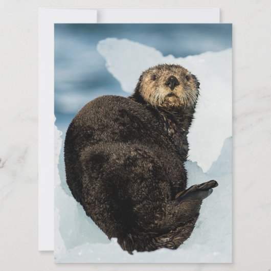 Chilly Sea Otter (Front)