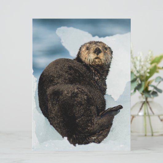 Chilly Sea Otter (Standing Front)