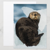 Chilly Sea Otter (Front/Back)