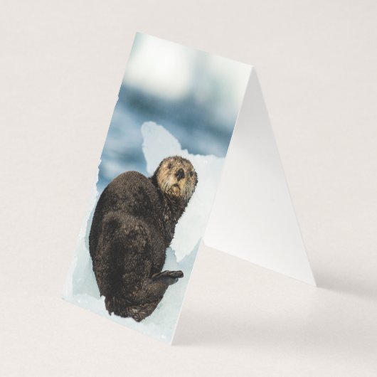 Chilly Sea Otter (Back)