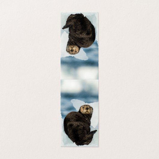 Chilly Sea Otter (Outside Unfolded)