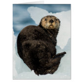Chilly Sea Otter (Front)