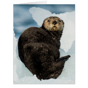Chilly Sea Otter Cards