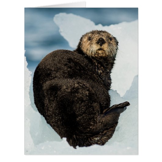 Chilly Sea Otter Cards (Front)