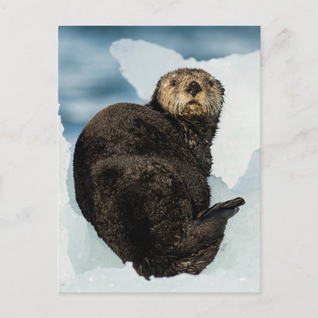 Chilly Sea Otter Postcard (Front)
