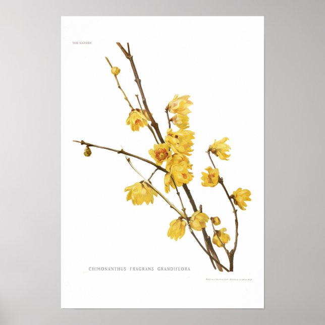 Chimonanthus fragrans poster (Front)