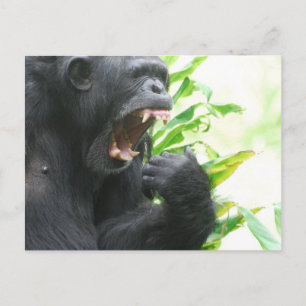 Chimp Fangs Postcard
