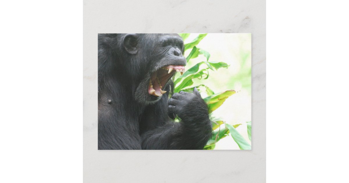 Chimp Fangs Postcard | Zazzle