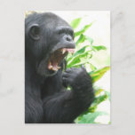 Chimp Fangs Postcard