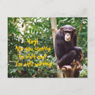 Chimp Humour Postcard