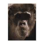 Chimp Postcard