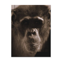 Chimp Postcard