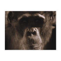 Chimp Postcard