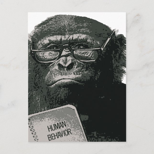 Chimp Reading Postcard (Front)