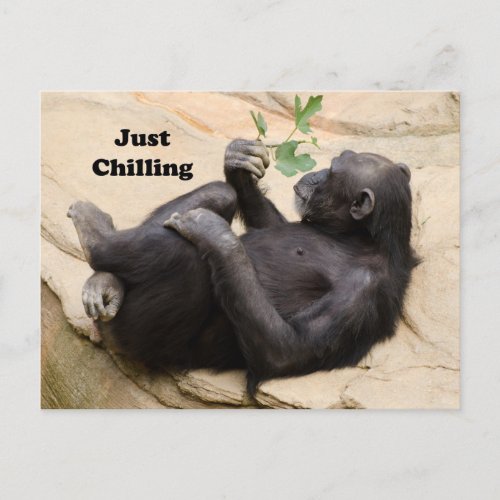 Chimp Relaxing Postcard
