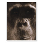 Chimp Temporary Tattoos