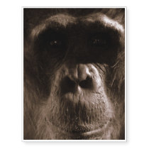 Chimp Temporary Tattoos