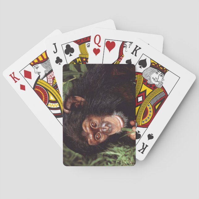 Chimpansee Poker Cards (Back)