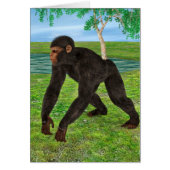 Chimpanzee (Front)