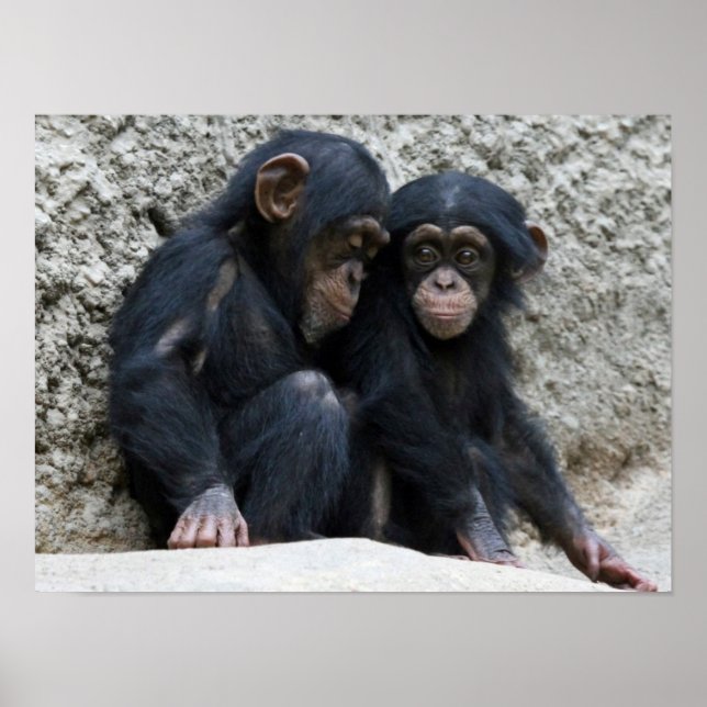 Chimpanzee002 Poster (Front)