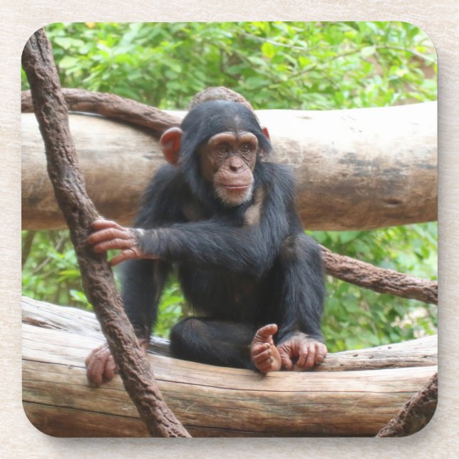 Chimpanzee 001 beverage coaster (Front)