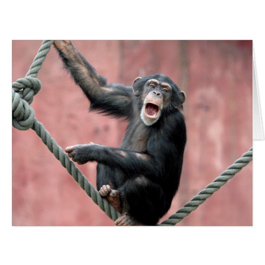 Chimpanzee 001 cards (Front Horizontal)