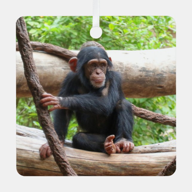 Chimpanzee 001 metal ornament (Front)