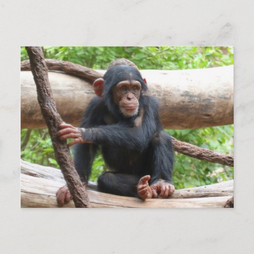 Chimpanzee 001 postcard
