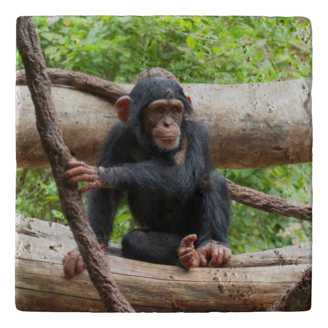 Chimpanzee 001 trivet (Front)