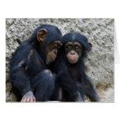 Chimpanzee 002 (Front Horizontal)