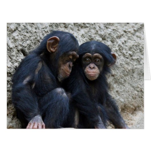 Chimpanzee 002 cards (Front Horizontal)